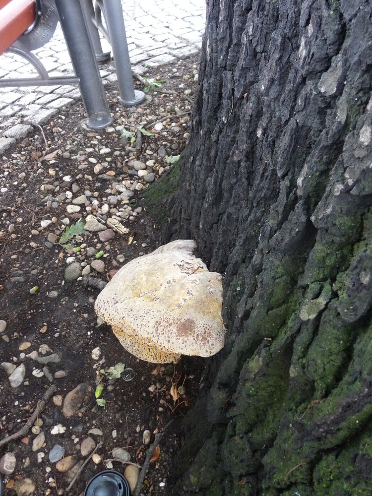 Tropfender Schillerporling